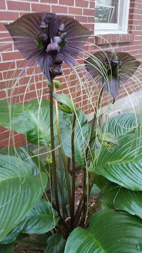 Bat flower Bat Plant, Bat Flower, Terrasse Design, Strange Flowers, Gothic Garden, Large Flower Pots, Black Garden, Unusual Plants, Unusual Flowers