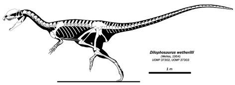 theropod - dilophosaurus Dilophosaurus Skeleton, Dino Reference, Marine Reptiles, Dinosaur Skeletons, Dinosaur Projects, Real Dinosaur, Jurassic Period, Dinosaur Room, Dinosaur Drawing