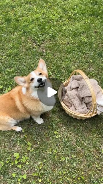 Puppy Corgi, Hammy And Olivia Corgi, Baby Corgi, Doggie Corgi Gif, Cute Corgi Puppy, Dog Memes Cute, Corgi Funny, Cute Dog Memes Hilarious, Corgi Puppy