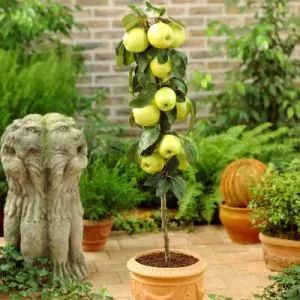 Tall and Skinny Columnar Fruit Trees | NatureHills.com Fruit Trees In Containers, Grapevine Growing, Patio Fruit Trees, Golden Delicious Apple, Patio Trees, Growing Fruit Trees, Columnar Trees, Allotment Gardening, Apple Trees