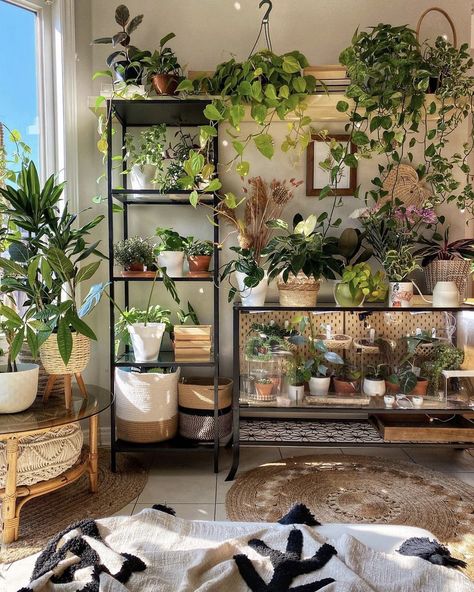 Shelves For Apartments, Plant Shelves With Grow Lights, Shelves With Grow Lights, Plant Shelves Bedroom, Hanging Plant Shelves, Shelves Plant, Shelves Bedroom, Indoor Plant Shelves, Taman Air