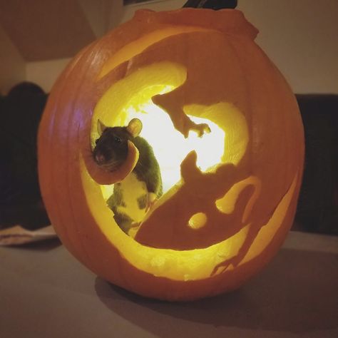 Halloween rat pumpkin carving. Rat Pumpkin Carving Ideas, Possum Pumpkin Carving, Rat Pumpkin Carving, Rat Pumpkin, Pumpkin Carve, Pumpkin Carving Designs, Halloween Pumpkin Designs, Pumpkin Designs, Pumpkin Carving Patterns