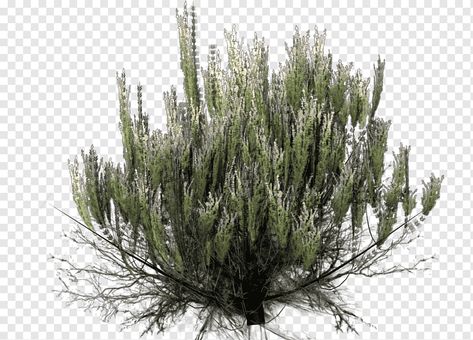 Desert Shrubs, Desert Plants Landscaping, Norway Spruce Tree, Grass Png, Blue Spruce Tree, Indian Desert, Conifer Forest, Photoshop Landscape, Desert Trees