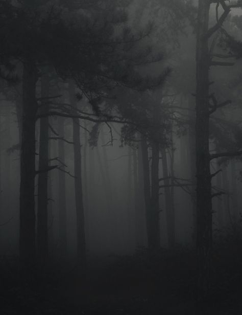 Misty mornings Forest Entrance, Foggy Forest, In The Forest, The Forest, Entrance, Trees, Forest, Tumblr