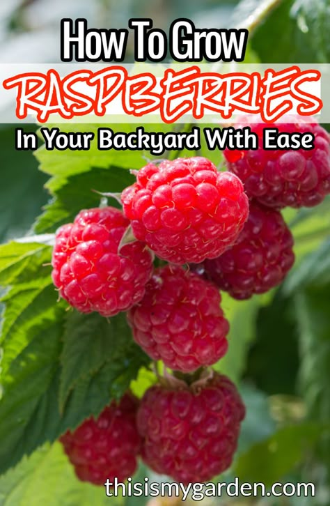 How To Grow Berry Bushes, Raspberry Bed Ideas, How To Plant Berries, Best Way To Grow Raspberries, Grow Raspberries From Fruit, How To Grow Raspberries Bushes, Growing Raspberries Raised Beds, Raspberry Bush Care, Raspberry Garden Bed