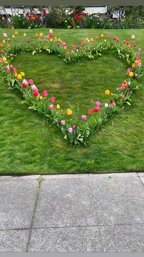 Tulip Garden Ideas Front Yards, Tulip Garden, Tulips Garden Design, Easy Garden Ideas Landscaping, Front Lawn Landscaping, Backyard Flowers, Tulips Garden, Fall Garden Vegetables, Diy Backyard Landscaping