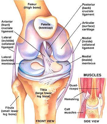 Fitness Profile, Anatomy Of The Knee, Knee Anatomy, Acl Injury, Anterior Cruciate Ligament, Foot Anatomy, Cruciate Ligament, Human Body Anatomy, Muscle Anatomy