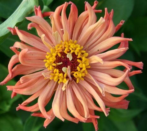 Cactus Zinnia Cactus Zinnia, Seasonal Flowers, Garden And Yard, Cut Flowers, Flower Wall, Dahlia, Flowers Bouquet, Flower Garden, Cactus