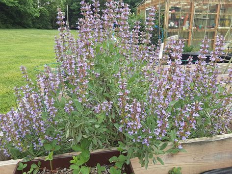 Pruning Sage for Spring Sage Plant, Powdery Mildew, Wildlife Gardening, Healthy And Happy, Community Gardening, Edible Garden, Potting Soil, Plant Food, Kitchen Garden