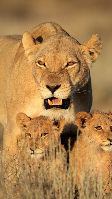 Nature is tough, in Africa 50% of lion cubs die before they reach the age of 2. Nature Animation, Cubs Wallpaper, Lion Kings, Lioness And Cubs, Lion Cubs, Female Lion, Lion Family, Lions Photos, Beautiful Lion