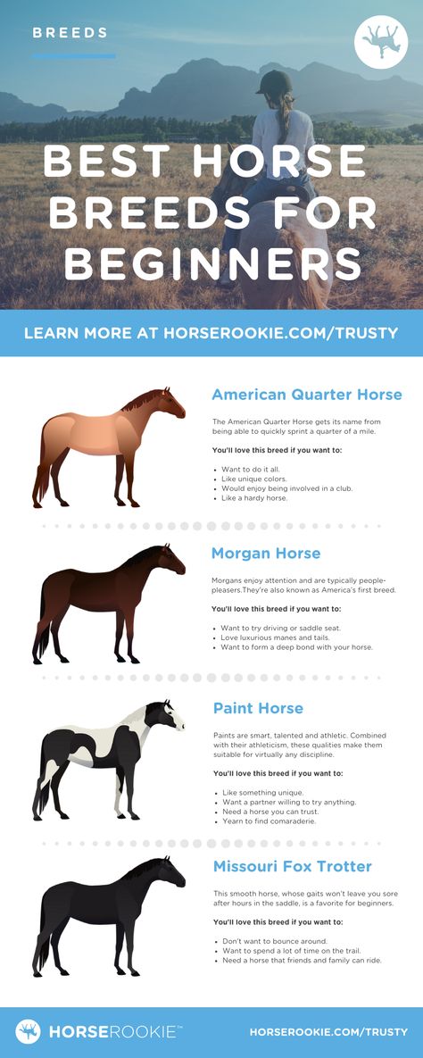 Friendly & Fun: 4 Best Horse Breeds for Beginners Horse Breeds For Beginners, Best Horse Breeds, Horse Ownership, Horse Lessons, Horse Information, Horse Care Tips, Horse Facts, Horse Info, Horse Riding Tips