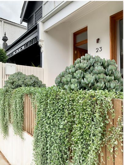 Silver falls and Crassula bluebirds next to a little white bench seat for afternoon hangs. New paving and a raised planter all making an entrance that never fails to wow the passers by. Dichondra Silver Falls, Spa Garden, Silver Falls, Australian Garden, Front Landscaping, Coastal Gardens, Front House Landscaping, Backyard Inspo, Home Landscaping