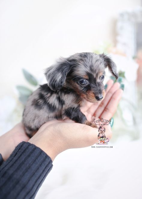 long-haired-dapple-dachshund-puppy-for-sale-teacup-puppies Long Hair Dashound Puppies, Mini Dauchsands Puppy, Long Haired Dapple Dachshund, Mini Dauchsands Long Hair, Mini Dachshund Puppies, Miniature Daschund Puppies Long Hair, Miniature Dachshund Puppies, Miniature Long Haired Dachshund, Dapple Dachshund Puppy For Sale