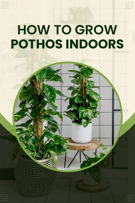 How to Grow Pothos Indoors Devils Ivy Indoor Ideas, Devils Ivy Indoor, Ivy Indoor, Pothos Plants, Devils Ivy, Pothos Plant, How To Grow, Plant Care, House Plants