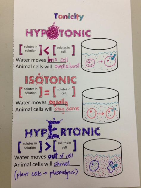 Cell Transport Notes, Doodle Notes Science, Notes Science, Cell Transport, Pa School, Ap Biology, Doodle Notes, Animal Cell, Biology Notes