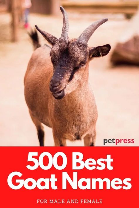 Goat Names: The 500 Most Popular Names for Goats Goat Names, Actress Name List, Sheep Names, Homer And Marge, Female Goat, Sundance Kid, Raising Goats, Wooly Mammoth, Cute Goats