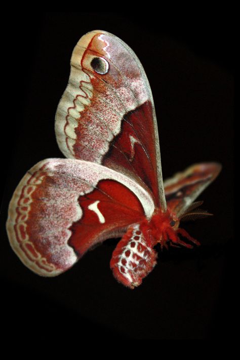 Callosamia promethea - Promethea Moth | The Promethea Moth i… | Flickr Promethea Moth, Buffy Tattoo, Silk Moth, Cecropia Moth, Weird Insects, Moth Fly, Flying Tattoo, Colors Of Fire, Beautiful Butterfly Photography