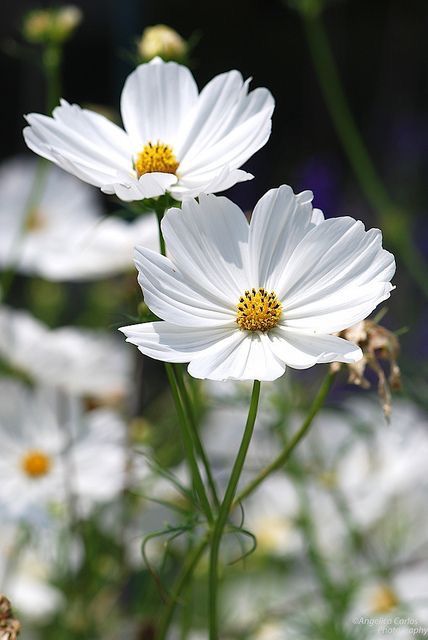 White Cosmos (Cosmos bipinnatus) White Cosmos, Cosmos Bipinnatus, White Cosmo, Cosmos Flowers, Flower Gardening, White Garden, Organic Seeds, White Gardens, Flower Seeds