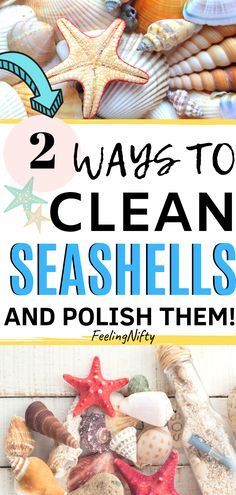 How To Clean Oyster Shells For Crafting, How To Bleach Oyster Shells, Diy Shell Decor Ideas, Snail Shell Crafts, How To Clean Seashells, Cleaning Shells, Decorating With Shells, Clean Seashells, Cleaning Sea Shells