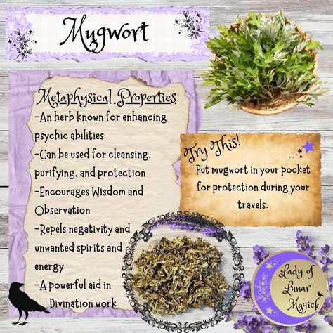 🌛🌝🌜Happy Thursday, Lunar Lovelies! Our Magical Herb for the month is Mugwort. I hope you are able to learn something new about this spectacular herb. Enjoy! #magicalherbs #herbalmagick #mugwort #metaphysicalshop #occult #witchcraftsupplies #apothecary #ladyoflunarmagick Mugwort Magical Properties, Mugwort Witchcraft, Herbs And Uses, Mugwort Tea, Mugwort Herb, Witch Craft Supplies, Witch Garden, Metaphysical Shop, Magic Herbs