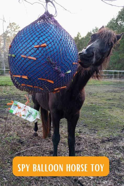 A black horse plays with a homemade DIY spy balloon horse toy made from a yoga ball, hay net, and cardboard carton. The equine enrichment item is filled with carrots and celery. Toys For Donkeys, Diy Horse Enrichment Toys, Horse Paddock Enrichment, Horse Toys Diy, Donkey Toys Diy, Zoo Animal Enrichment, Horse Enrichment Ideas, Diy Horse Stuff, Balloon Horse