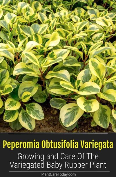 Peperomia Obtusifolia Variegata (Variegated Baby Rubber Plant) evergreen, perennial, fast growth, trailing stem, shiny fleshy leaves, non-showy flowers. [DETAILS] Peperomia Obtusifolia Care, Variegated Rubber Plant, Peperomia Obtusifolia Variegata, Variegated Peperomia, Plant Decoration Ideas, Rubber Plant Care, Baby Rubber Plant, Peperomia Obtusifolia, Peperomia Plant