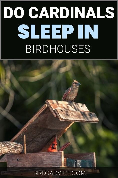 Cardinal House Diy, Cardinal Birdhouse Plans, Bird Houses For Cardinals, Cardinal Bird House Plans, Cardinal Bird House, Cardinals Birds, Backyard Birds Watching, Backyard Birds Sanctuary, Backyard Birds Feeders