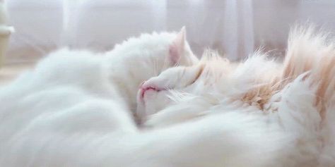 Soft Gif Banner, Cream Gif Banner, Kitty Gif Banner, Cat Header Gif, White Cat Gif, Cat Gif Banner, Cat Banner Gif, White Banner Gif, Cats Gif