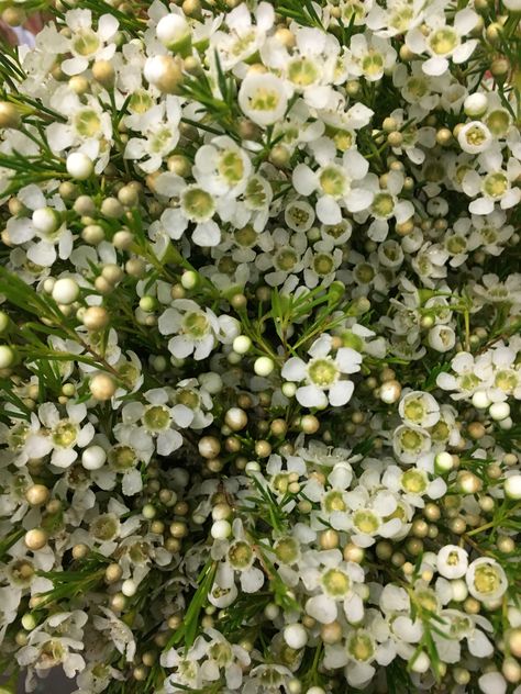 Alba white wax flower Geraldton Wax Flower, Prom Corsage Diy, White Waxflower, Wax Flower Bouquet, Corsage Diy, White Wax Flower, Diy Corsage, Prom Corsage, Garden Retreat