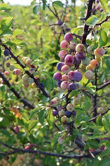 Beach Plum (Prunus Martima) – Duffy Meadows Research & Consulting Plum Tree Growing, Beach Plum Farm, American Plum Tree, Thundercloud Plum Tree, Wild Plum Tree, Fruit Shrub, Beach Plum, Aronia Berries, Dry Sand