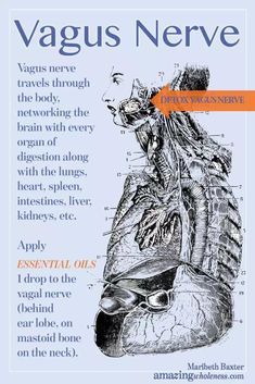 Nervus Vagus, The Vagus Nerve, Systemic Inflammation, Nerve Health, Ask Out, Vagus Nerve, Young Living Oils, Nerve Pain, Natural Health Remedies