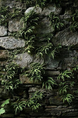 Toward Castle by itmpa, via Flickr 3d Stone Wall, Stone Walls Garden, Moss Decor, Moss Garden, Moss Art, Moss Wall, Rock Wall, Water Walls, Wall Garden