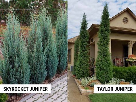 Pencil Point Juniper Landscape, Sky Rocket Juniper Landscaping, Blue Arrow Juniper Landscape Ideas, Hollywood Juniper Landscaping, Juniper Hedge Privacy Screens, Blue Point Juniper Landscaping Ideas, Taylor Juniper Tree, Pencil Point Juniper, Moonglow Juniper