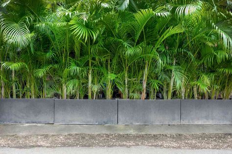 Tropical Plants For Privacy Fence, Tropical Privacy Plants, Tree Privacy Fence, Potted Plants For Privacy, Privacy Plants Fence, Plants For Privacy Fence, Fast Growing Privacy Plants, Best Privacy Plants, Coastal Homestead