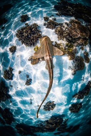 Zebra Shark, Leopard Shark, Shark Pictures, Nurse Shark, Ocean Conservation, Marine Animals, Ocean Creatures, Ocean Animals, Underwater Photography