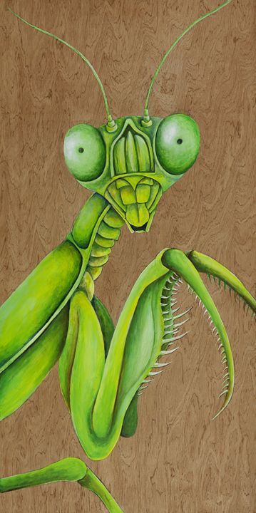 Praying Mantis Art, Mantis Tattoo, Bugs Drawing, Painted Backdrops, Bug Art, Beautiful Bugs, Praying Mantis, Desenho Tattoo, Insect Art