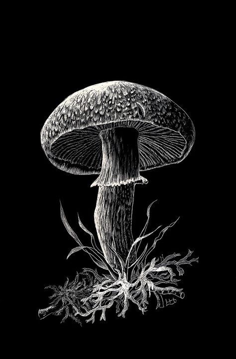 «Hongo Agaricus macrosporus (scraperboard)» de Lynne Henderson | Redbubble Moss And Lichen, Columbine Flower, China Clay, Spring Rain, White China, Tree Bark, Seed Pods, Stippling, White Clay