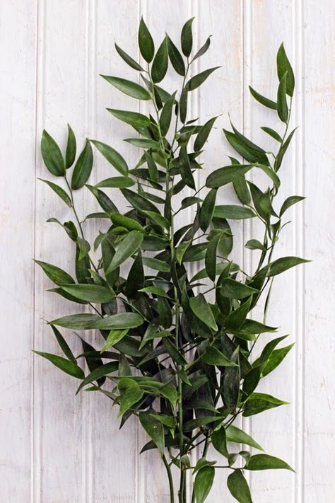 Soft Ruscus Italian Ruscus, Bloom And Wild, Flower Identification, Foliage Wedding, May Weddings, Castle Wedding, Indoor Garden Ideas, Seasonal Flowers, Estate Wedding