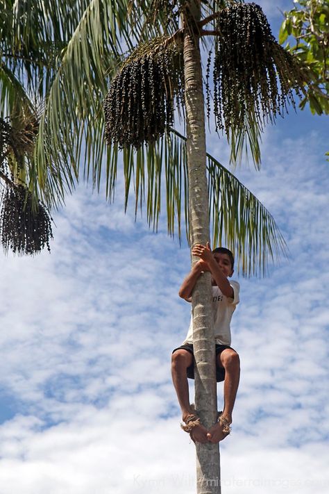 South America, Brazil, Amazon. Young boy climbs palm tree to pick acai berries for harvesting. Acai Tree, Acai Palm Tree, Brazil Amazon, Amazon Image, Acai Berry, Fruit Plants, Exotic Fruit, The Amazon, Places Around The World