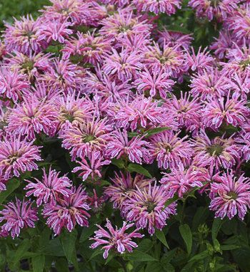 Monarda | Proven Winners Bee Balm Plant, Butterflies And Hummingbirds, Bright Pink Flowers, Sun Perennials, Bee Balm, Border Plants, Pink Plant, Proven Winners, Wildlife Gardening