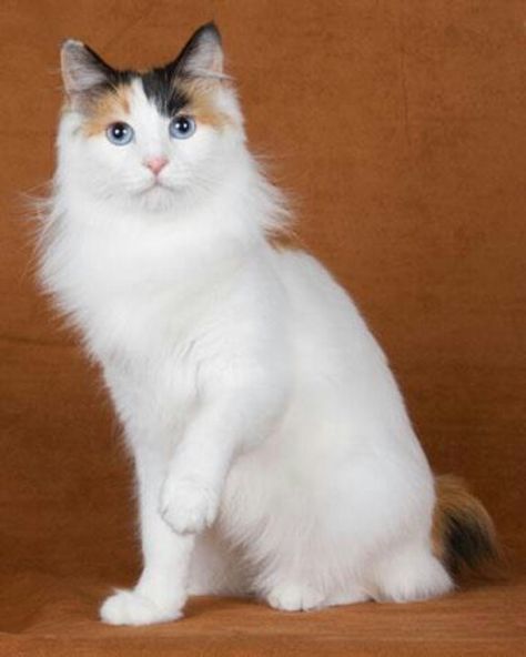 a beauty! Ernst Hemingway, Singapura Cat, Gatos Cool, Japanese Bobtail, Bobtail Cat, Japanese Cat, Great Cat, Calico Cat, Domestic Cat