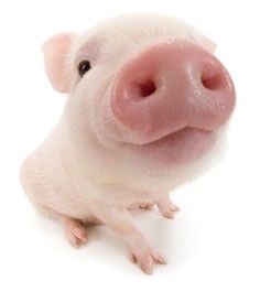 pig Pig Snout, Tiny Pigs, Teacup Pigs, Small Pigs, Cute Piglets, Pig Art, Mini Pigs, Cute Piggies, Cute Pigs