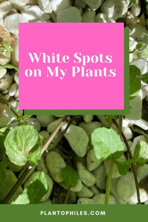 White Fungus On Plants, White Spots On Plant Leaves, How To Get Rid Of Powdery Mildew On Plants, White Bugs On Plants, Yukka Plant, China Doll Plant, Plant Diseases Identification Leaves, Hibiscus Leaves, Thyme Plant