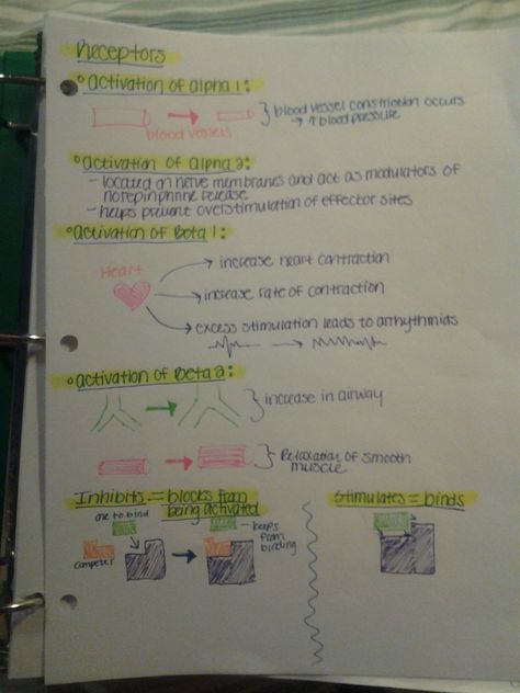 Alpha and Beta receptors help Alpha And Beta Receptors Cheat Sheets, Alpha And Beta Receptors, Crna School, Nursing School Organization, Np School, Medical Mnemonics, Paramedic School, College Nursing, Pharmacy Student