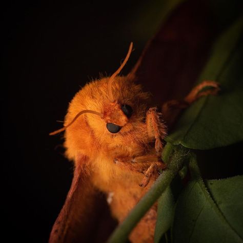 𝔅𝔬𝔫𝔢𝔰𝔅𝔲𝔤𝔰𝔄𝔫𝔡ℌ𝔞𝔯𝔪𝔬𝔫𝔶 on Instagram: “Spotted this gorgeous yellow striped oakworm moth! 🤙🏼 such a gorgeous animal. - - - - #nature #outdoors #moths #butterfly #cuteanimals…” Pink Striped Oakworm Moth, Orange Moth Aesthetic, Moth Swarm, Moths Aesthetic, Orange Moth, Yellow Moth, Pink Moth, Tiger Moth, Brown House