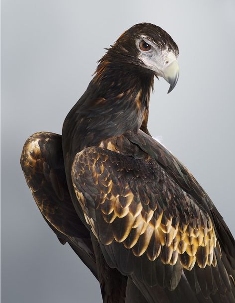 ‘Soren’ Wedge-Tailed Eagle, 2014. Part of Leila’s upcoming exhibition ‘Prey’ at Olsen Irwin Gallery. Photo – Leila Jeffreys. Wedgetail Eagle, Wedge Tailed Eagle, Bird Barn, Eagle Art, Australian Birds, Australian Animals, Exotic Birds, Birds Of Prey, Little Birds