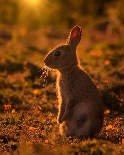 1,718 Likes, 15 Comments - BBC Springwatch (@bbcspringwatch) on Instagram: ““What was that?”🐰 A rabbit looks out for potential trouble at sunset. Rabbits live together in…” Vernal Equinox, Live Together, Golden Hour, Rabbits, Animals Beautiful, Bbc, Cute Animals, Photo And Video, Animals