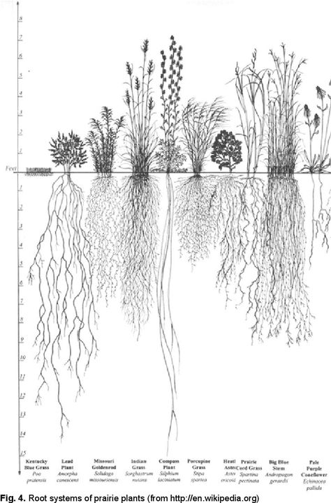 Planting Tattoo, Root Diagram, Wheat Alternatives, Scientific Tattoo, Roots Illustration, Plant Reproduction, Roots Drawing, Prairie Plants, Tree Roots Tattoo