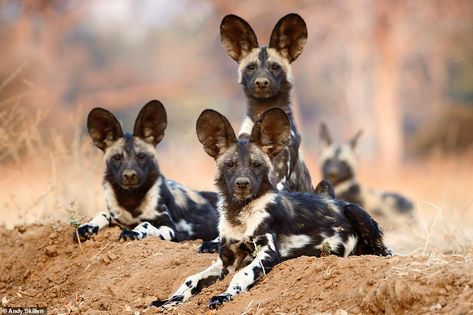 Pure animal attraction: Amazing pictures show softer side of pack of savage African wild dogs | Daily Mail Online African Hunting Dog, Dog Rap, Painted Dogs, Wild Dog, African Wild Dog, Pretty Animals, Amazing Pictures, African Wildlife, Wild Dogs