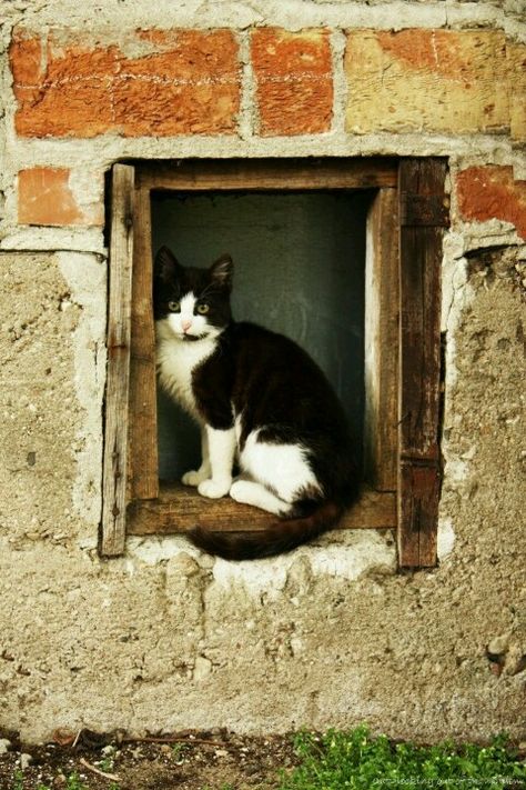 "Love unlocks doors and opens windows that weren't even there before." --Mignon McLaughlin Cat On Window, Small Window, Cat Window, Pretty Kitty, Cat Photography, White Cats, Cat Sitting, Jolie Photo, Crazy Cat Lady